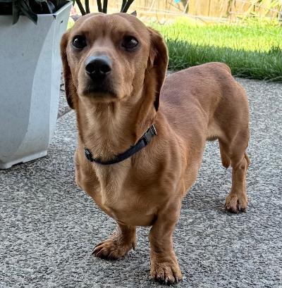 Tank, an adopted mixed breed in Portland, OR image 2/6