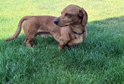 Tank, an adopted mixed breed in Portland, OR image 4/6