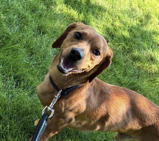 Tank, an adopted mixed breed in Portland, OR image 6/6