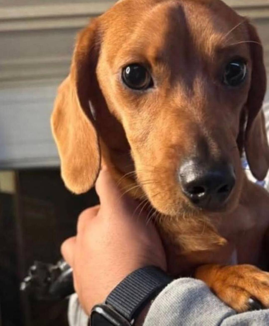Tank, adopted, Young Male Dachshund.