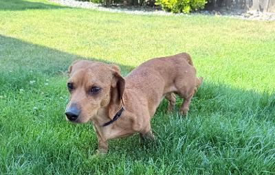 Tank, an adopted mixed breed in Portland, OR image 3/6