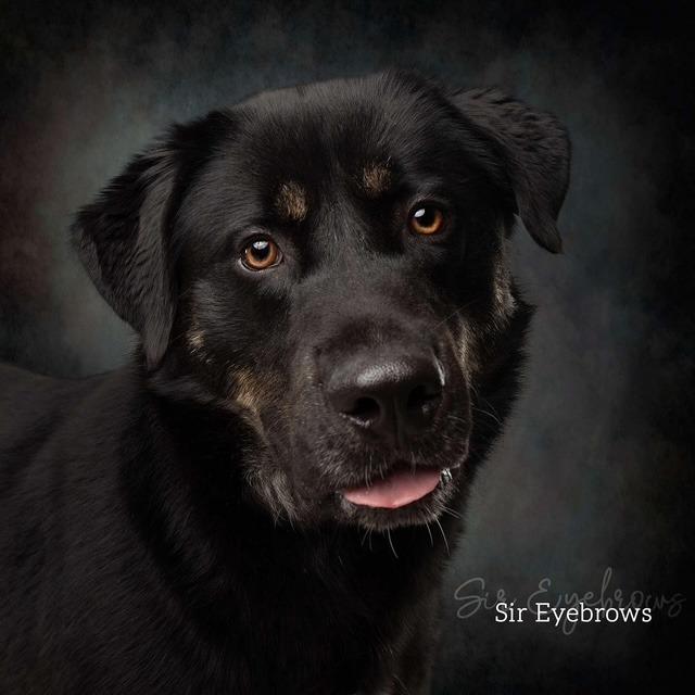 Sir Eyebrows, Adoptable, Young Male German Shepherd Dog & Anatolian Shepherd.