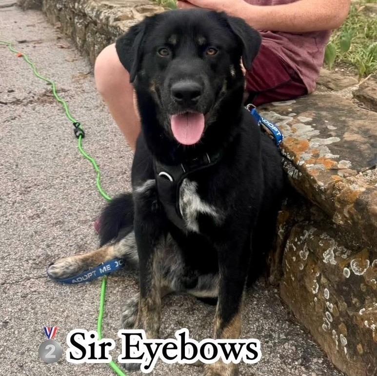 Sir Eyebrows, Adoptable, Young Male German Shepherd Dog & Anatolian Shepherd.