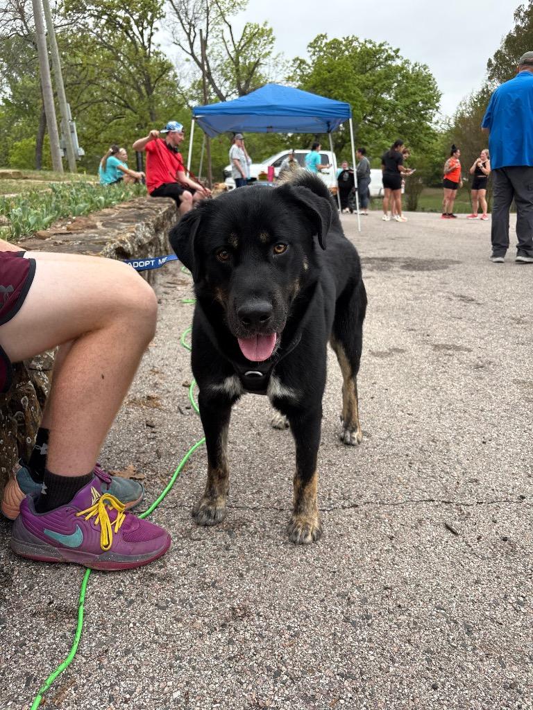 Enlarge Sir Eyebrows, a Adoptable mixed breed in Ada, OK image 2/5