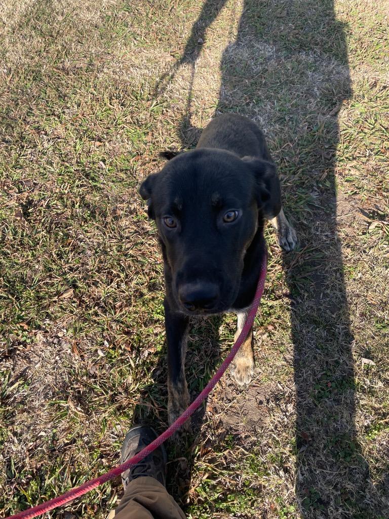 Sir Eyebrows, Adoptable, Young Male German Shepherd Dog & Anatolian Shepherd.