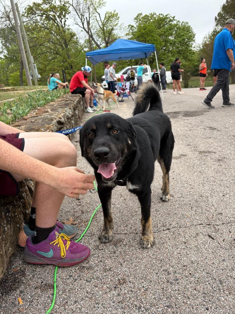 Enlarge Sir Eyebrows, a Adoptable mixed breed in Ada, OK image 4/5