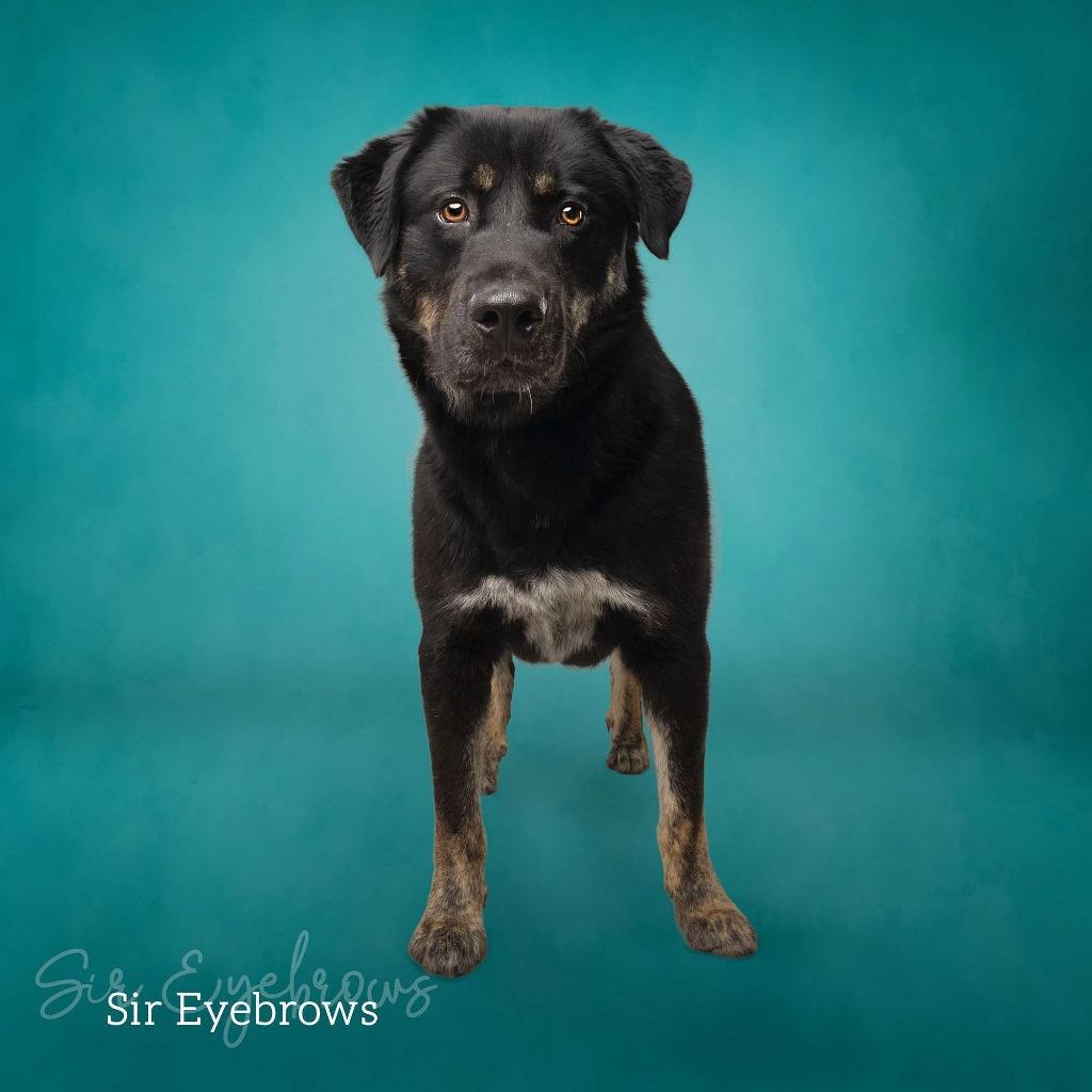 Enlarge Sir Eyebrows, a Adoptable mixed breed in Ada, OK image 5/6