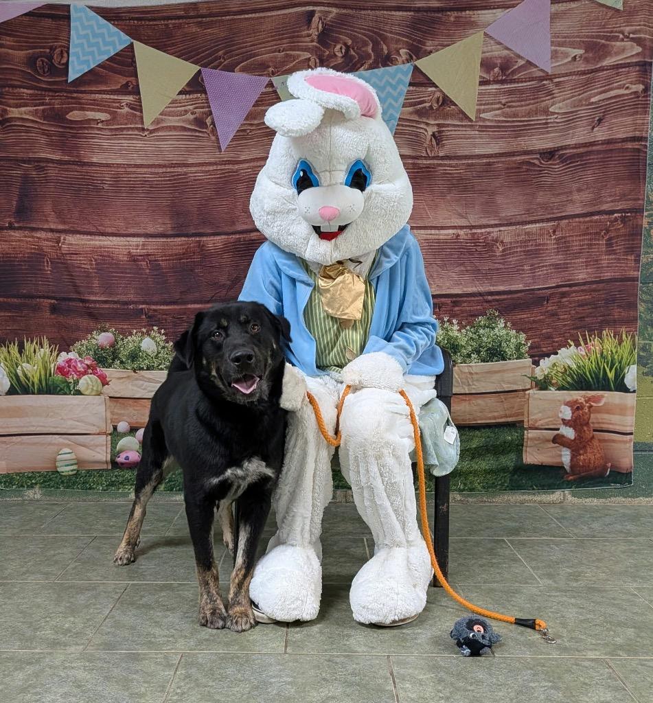 Enlarge Sir Eyebrows, a Adoptable mixed breed in Ada, OK image 5/5