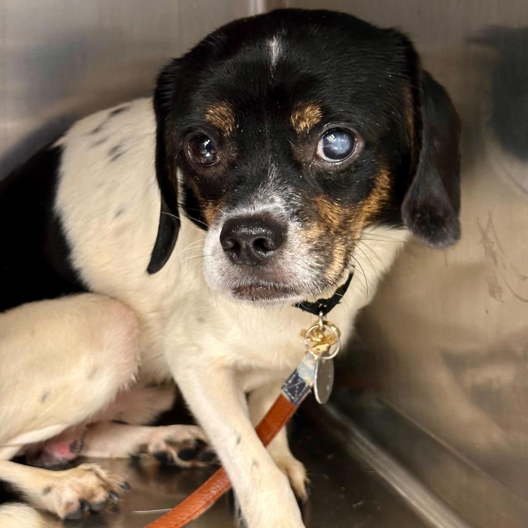 Parker, Adoptable, Adult Male Mixed Breed.