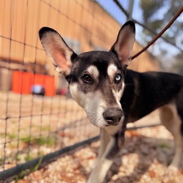 Alexis, Adoptable, Young Female Husky.
