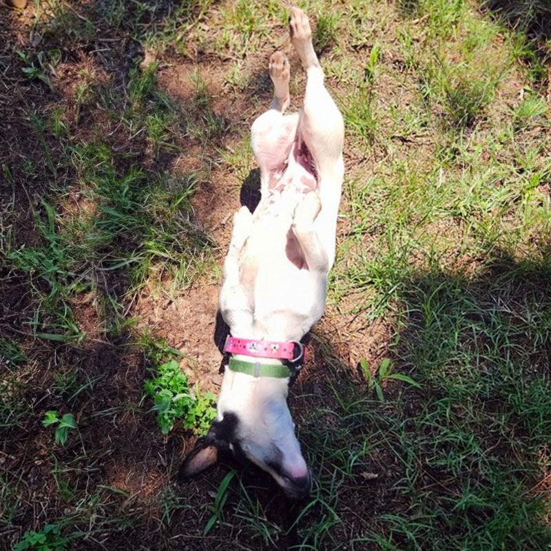 May (VA), a Adopted Rat Terrier in arlington, VA image 1/3