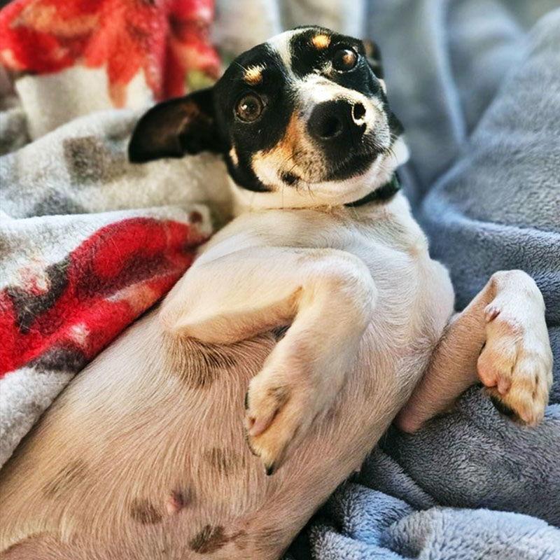 May (VA), a Adopted Rat Terrier in arlington, VA image 2/3