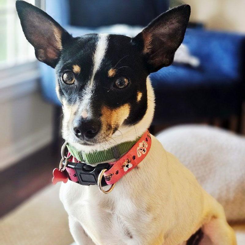 May (VA), a Adopted Rat Terrier in arlington, VA image 3/3
