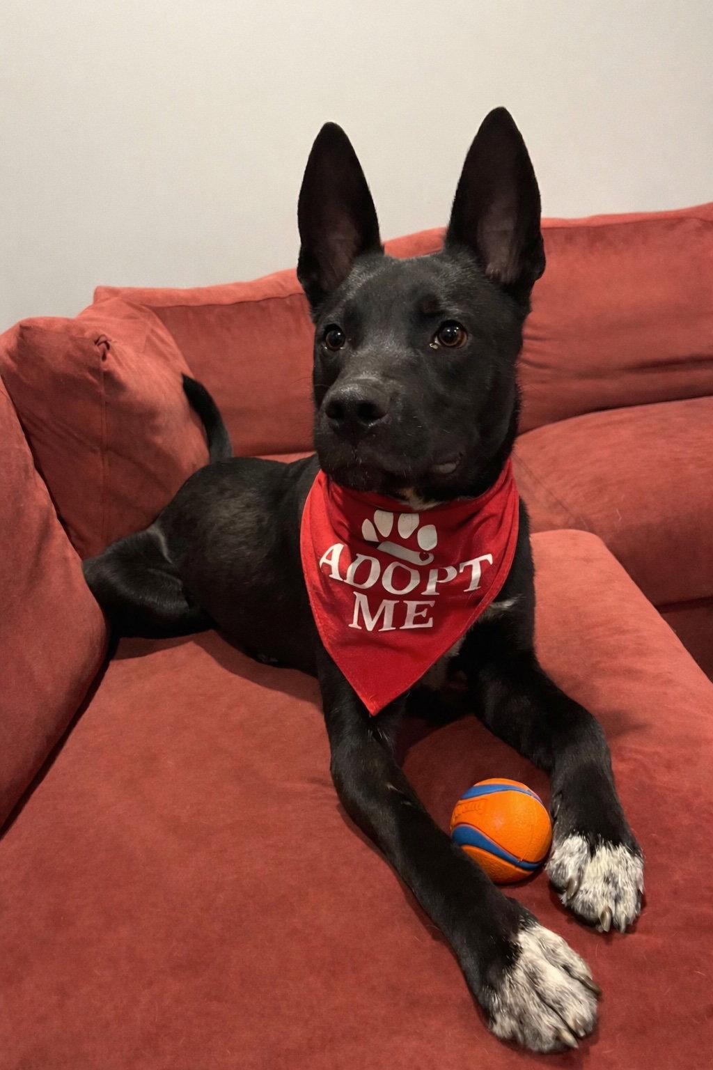 Bubba #5, Adopted, Young Male Belgian Shepherd / Malinois.