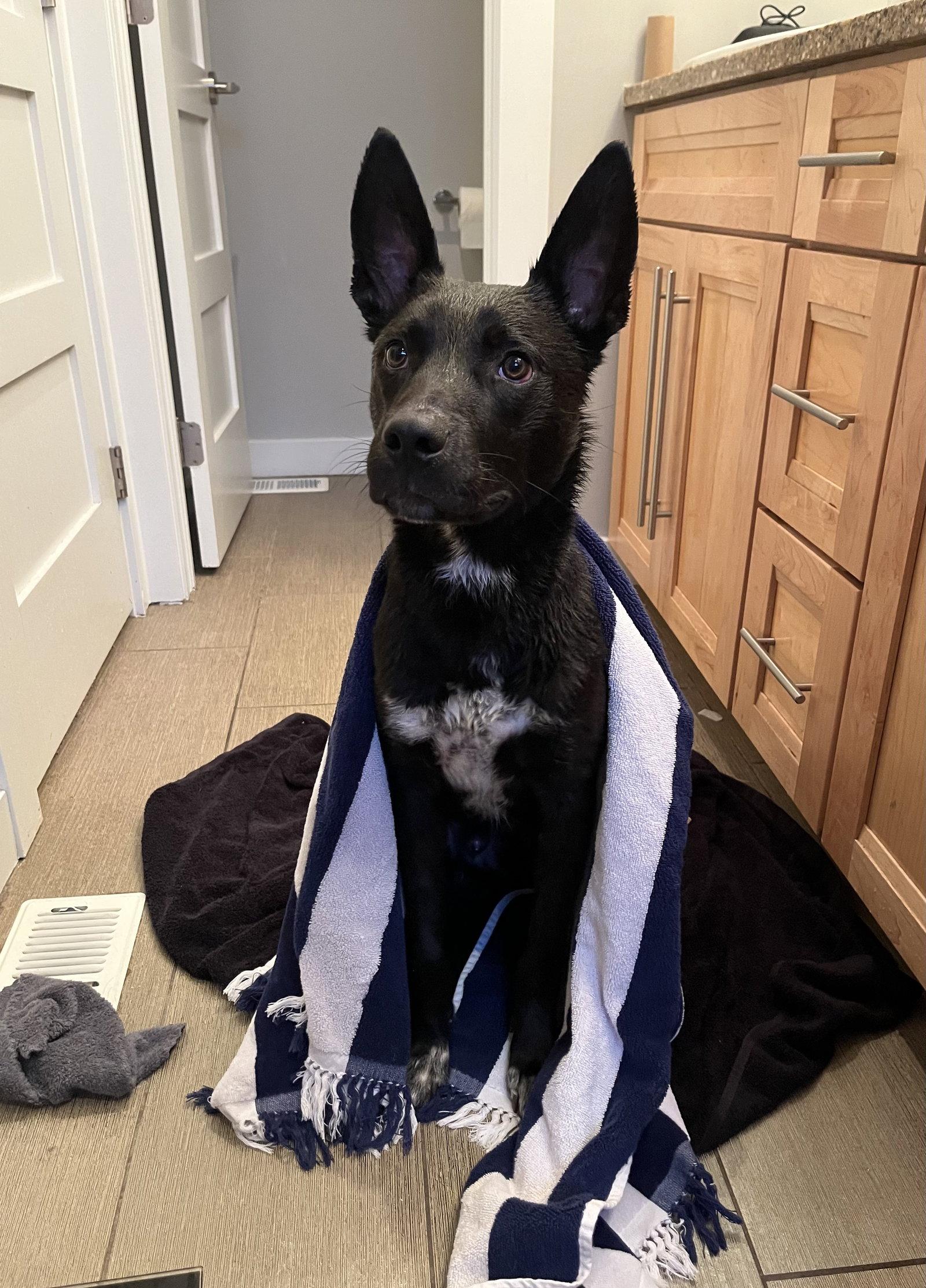 Enlarge Bubba #5, a Adopted Belgian Shepherd / Malinois in Aurora, CO image 2/3