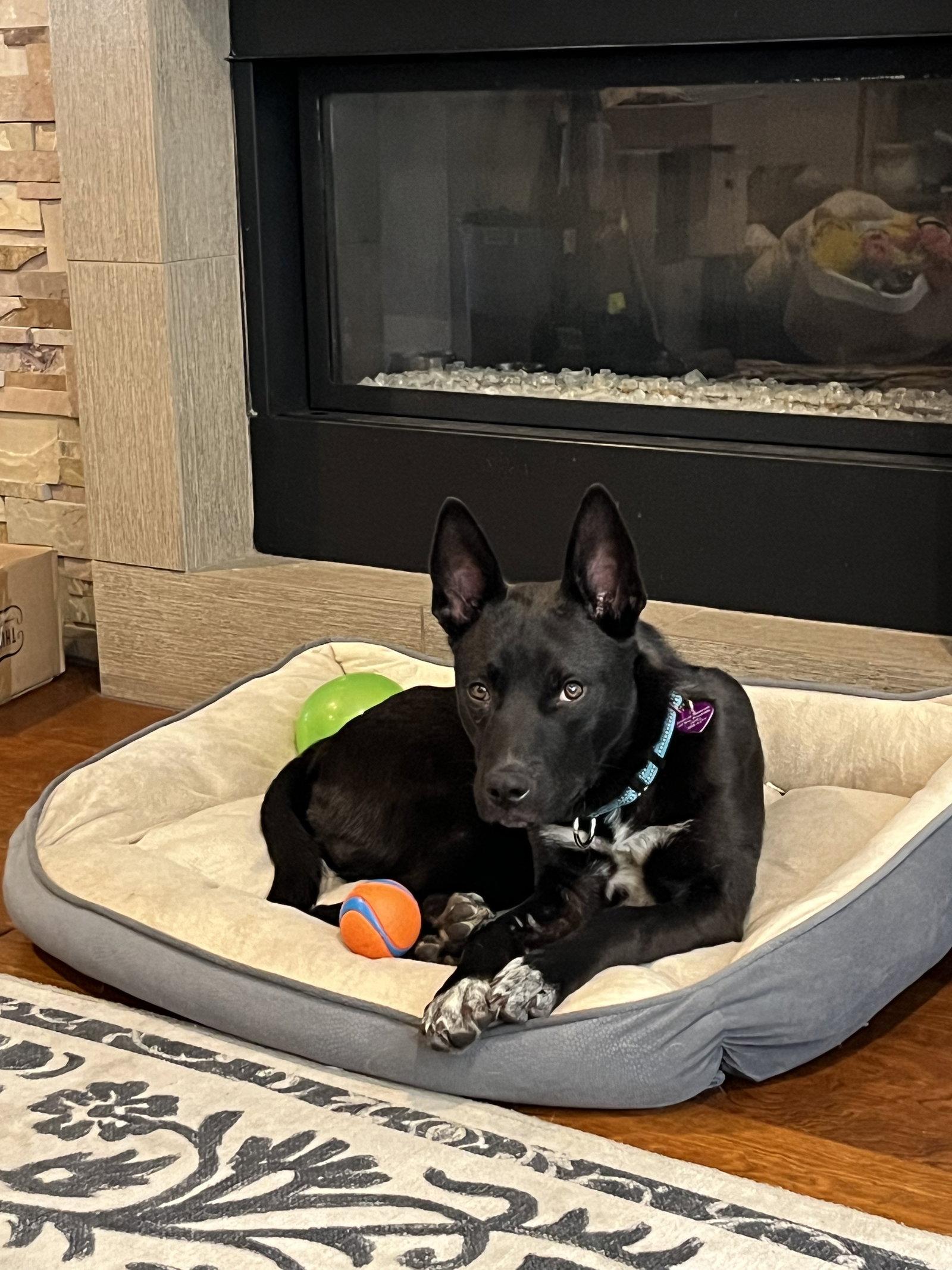 Enlarge Bubba #5, a Adopted Belgian Shepherd / Malinois in Aurora, CO image 3/3