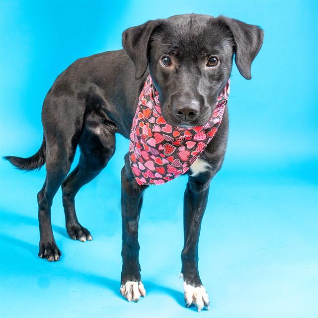 Enlarge ROBOT, a Adoptable mixed breed in Saint Louis, MO image 1/1