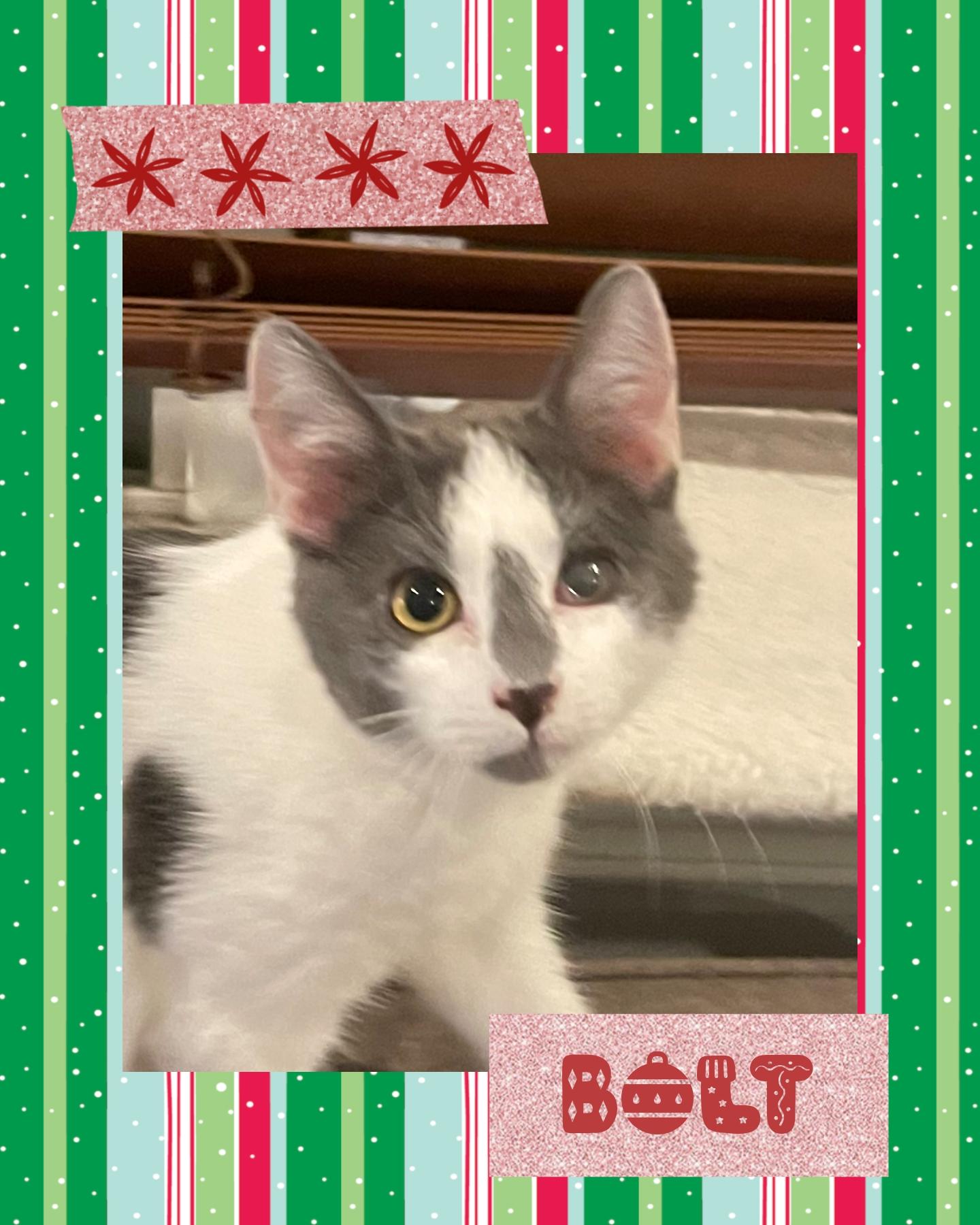 Bolt, ADOPTABLE, Kitten Male Domestic Short Hair.