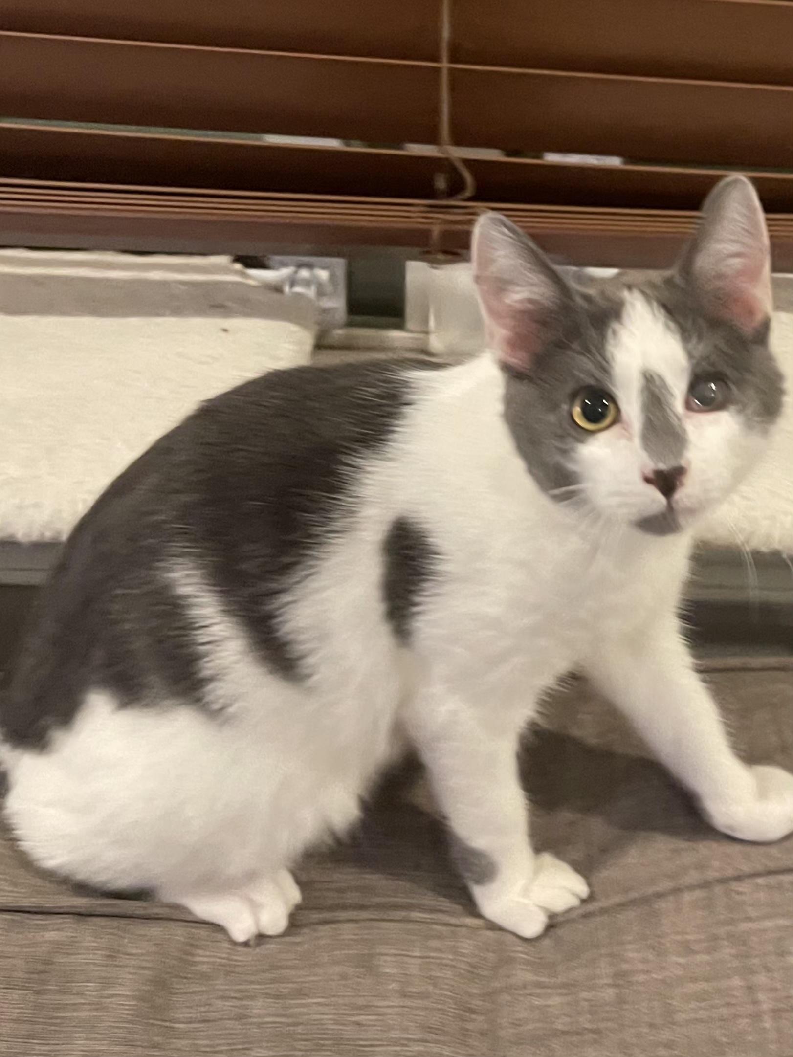 Bolt, a ADOPTABLE Domestic Short Hair in Pasco, WA image 2/2