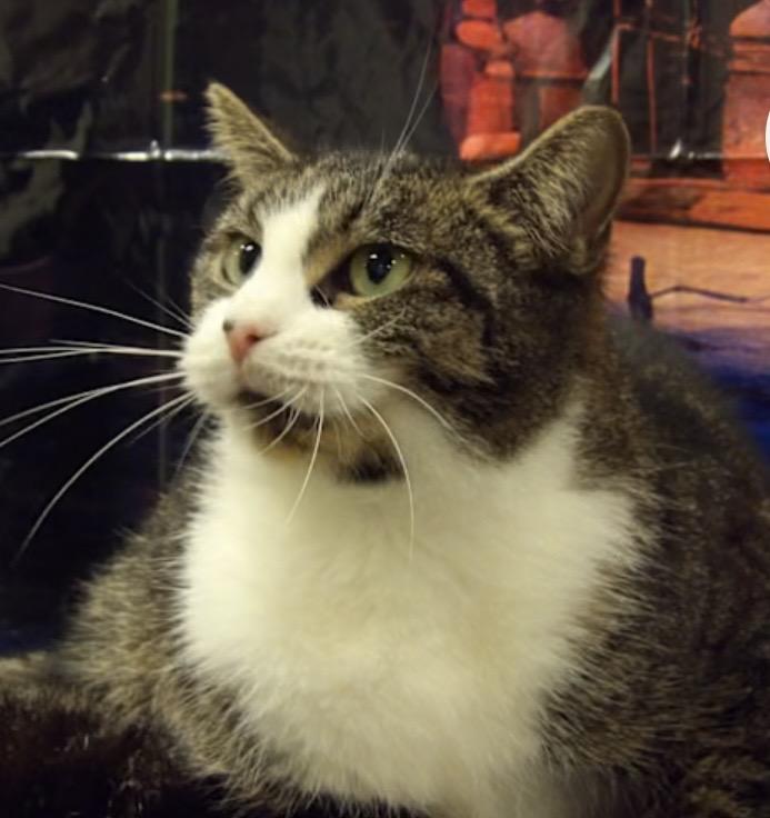 Enlarge Bernadette , a ADOPTABLE Domestic Short Hair in Egg Harbor City, NJ image 1/1