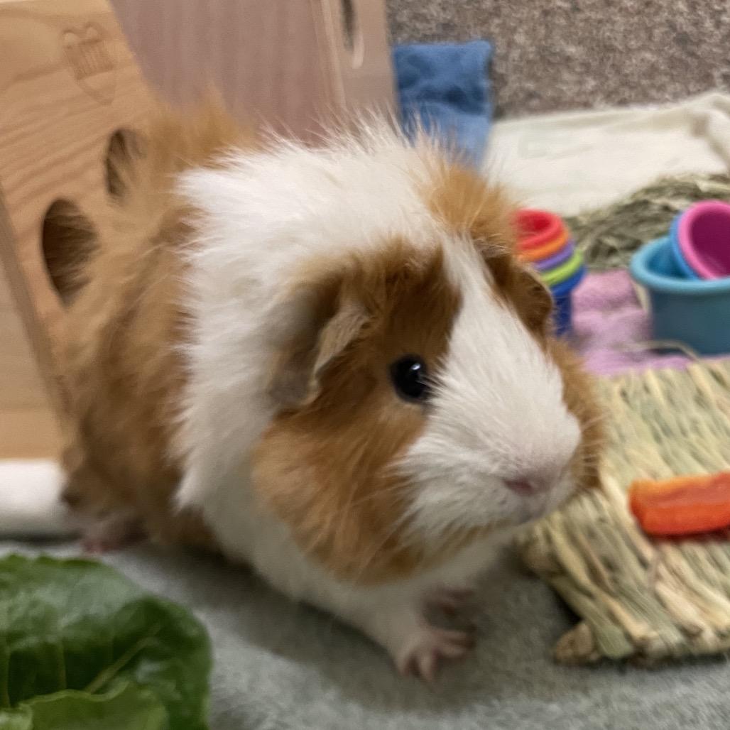 Enlarge Nugget with Lucas and Miles-in foster, a Adoptable Guinea Pig in Springfield, MA image 1/4
