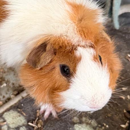 Enlarge Nugget with Lucas and Miles-in foster, a Adoptable Guinea Pig in Springfield, MA image 2/4