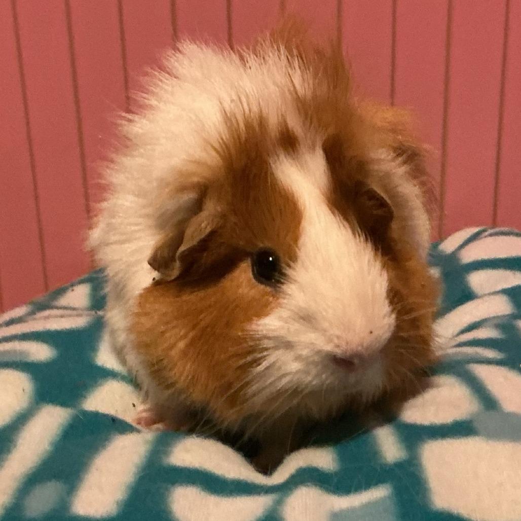 Enlarge Nugget with Lucas and Miles-in foster, a Adoptable Guinea Pig in Springfield, MA image 3/4