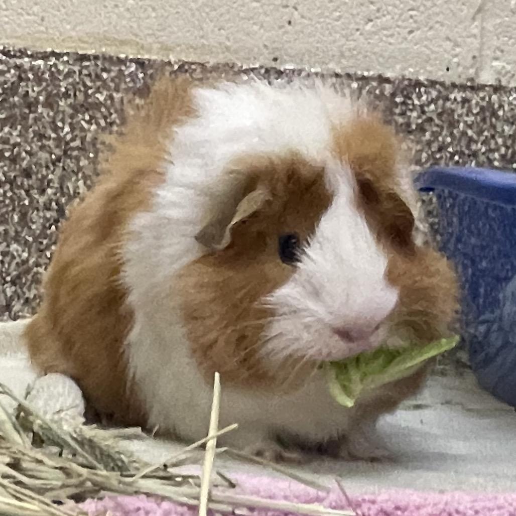 Enlarge Nugget with Lucas and Miles-in foster, a Adoptable Guinea Pig in Springfield, MA image 4/4