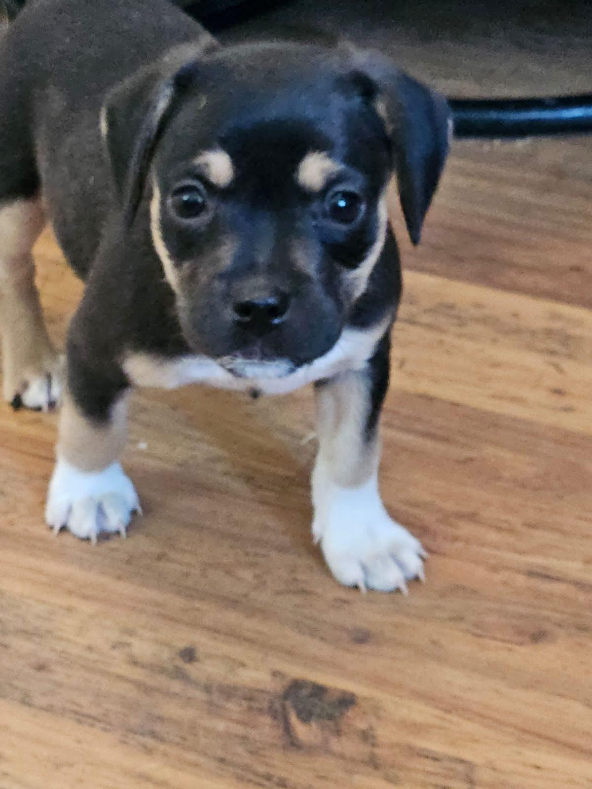 Buster, an adoptable Mixed Breed in Wilsall, MT, 59086 | Photo Image 1