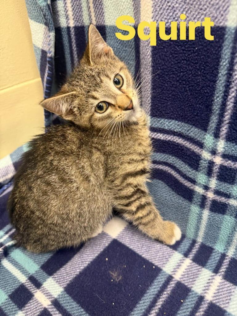 Enlarge squirt, a Adoptable mixed breed in Rensselaer, IN image 1/1