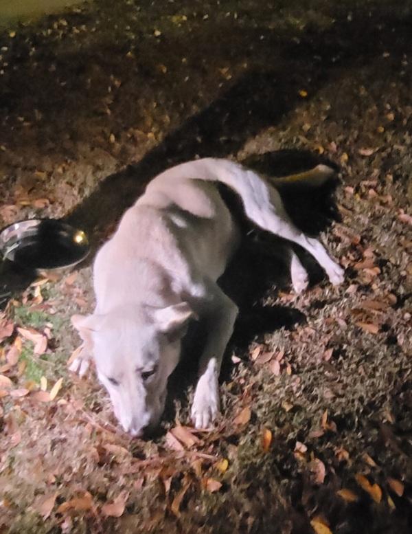 Enlarge Pen 133c Frosty, a Adoptable mixed breed in Lawrenceville, GA image 1/2