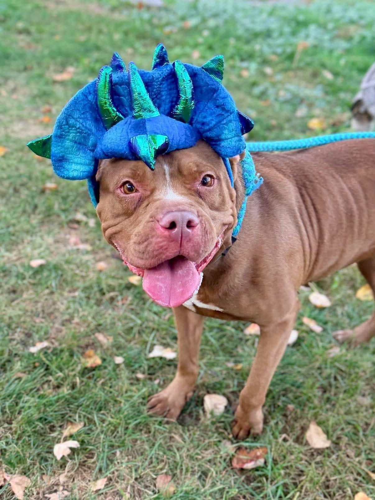 Enlarge Delta, a Adopted mixed breed in Buffalo, NY image 1/5