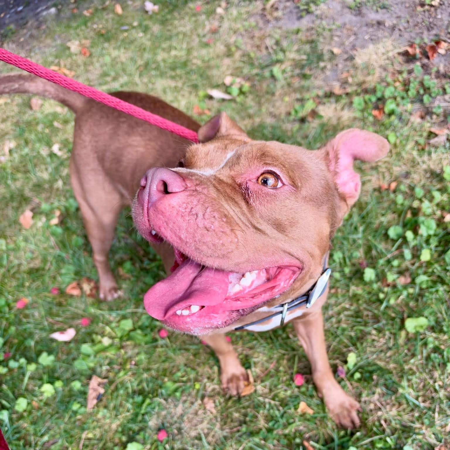 Enlarge Delta, a Adopted mixed breed in Buffalo, NY image 2/5