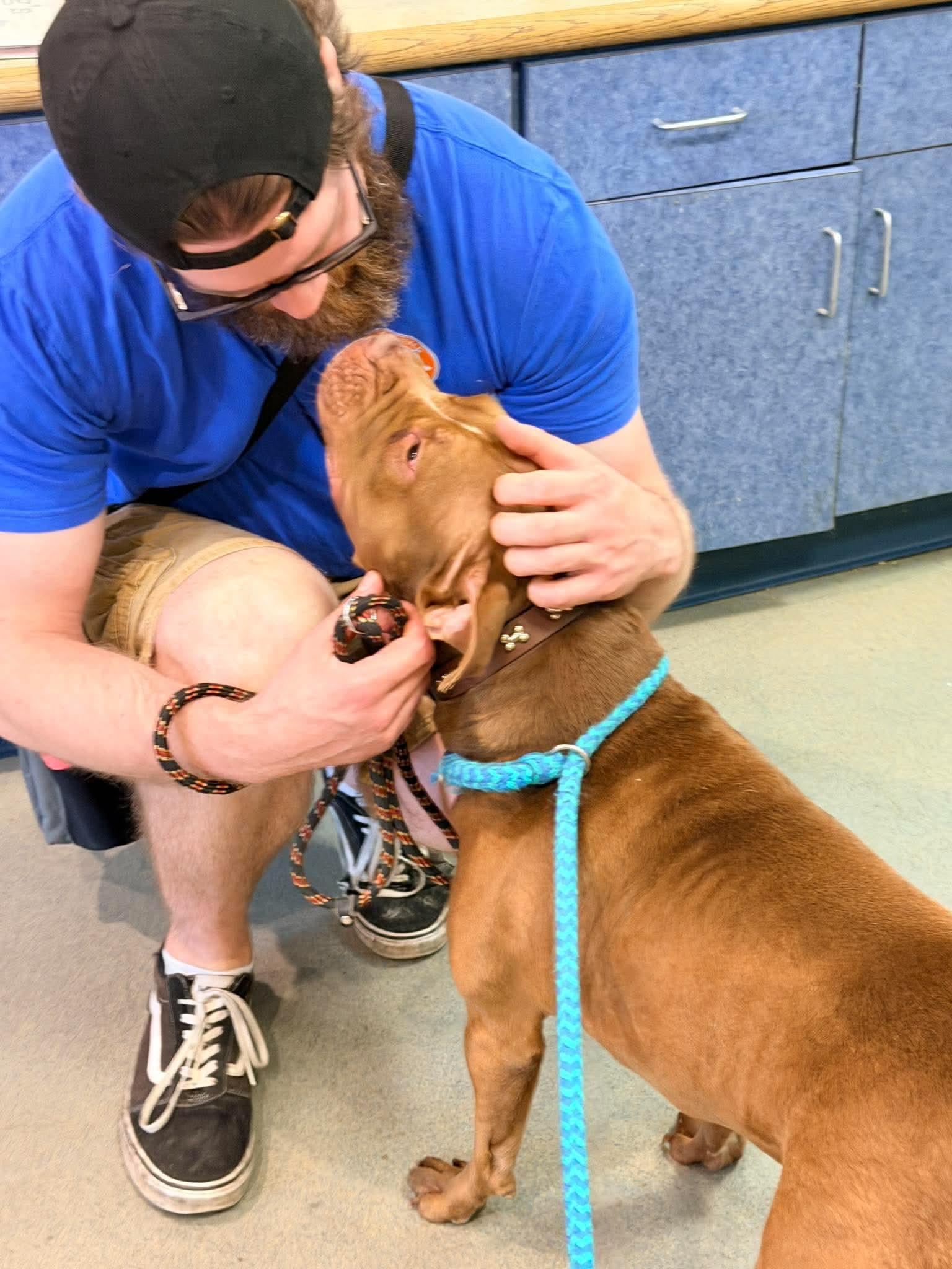 Enlarge Delta, a Adopted mixed breed in Buffalo, NY image 5/5