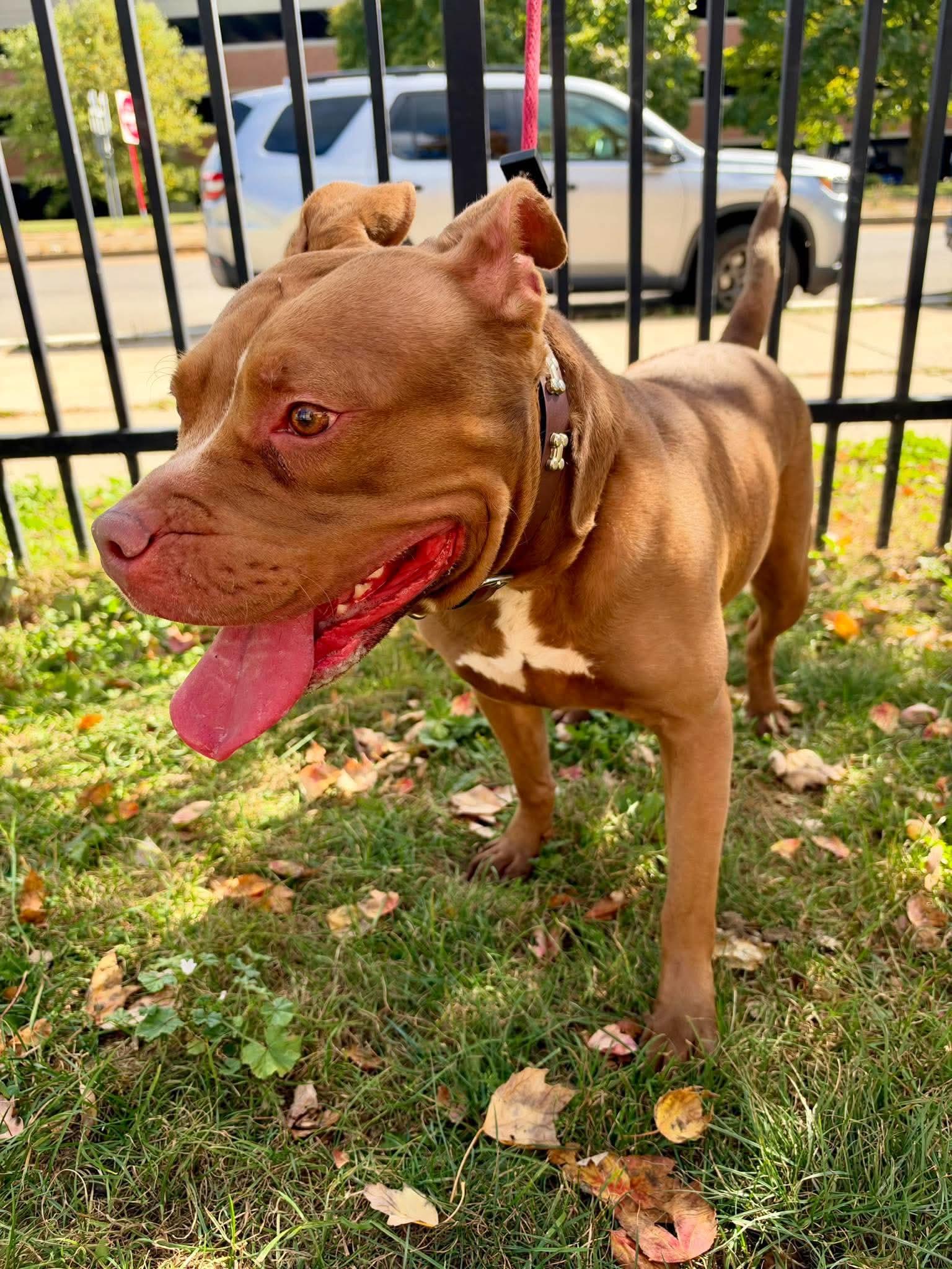 Enlarge Delta, a Adopted mixed breed in Buffalo, NY image 3/5