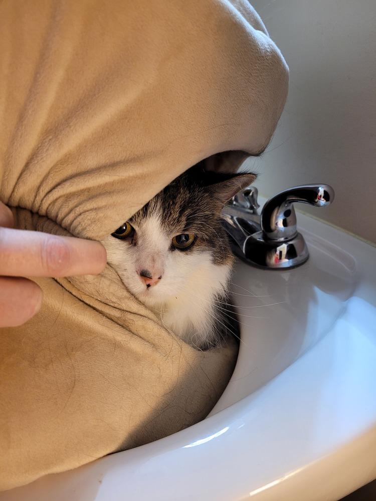 Enlarge Freedom, a Adoptable Domestic Long Hair in Stafford, VA image 1/5