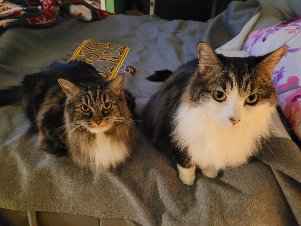 Enlarge Freedom, a Adoptable Domestic Long Hair in Stafford, VA image 2/5