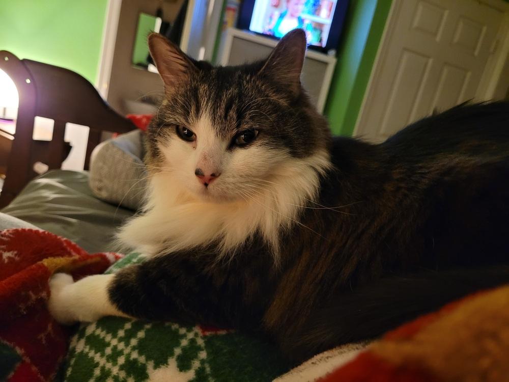 Enlarge Freedom, a Adoptable Domestic Long Hair in Stafford, VA image 4/5