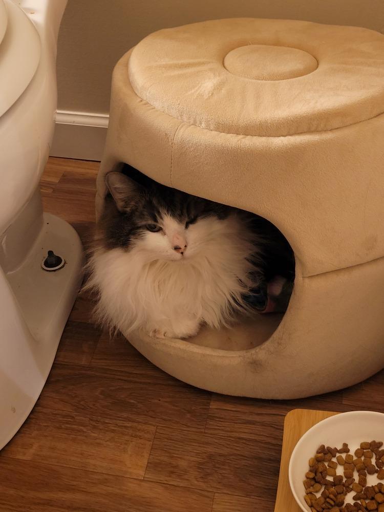 Enlarge Freedom, a Adoptable Domestic Long Hair in Stafford, VA image 5/5