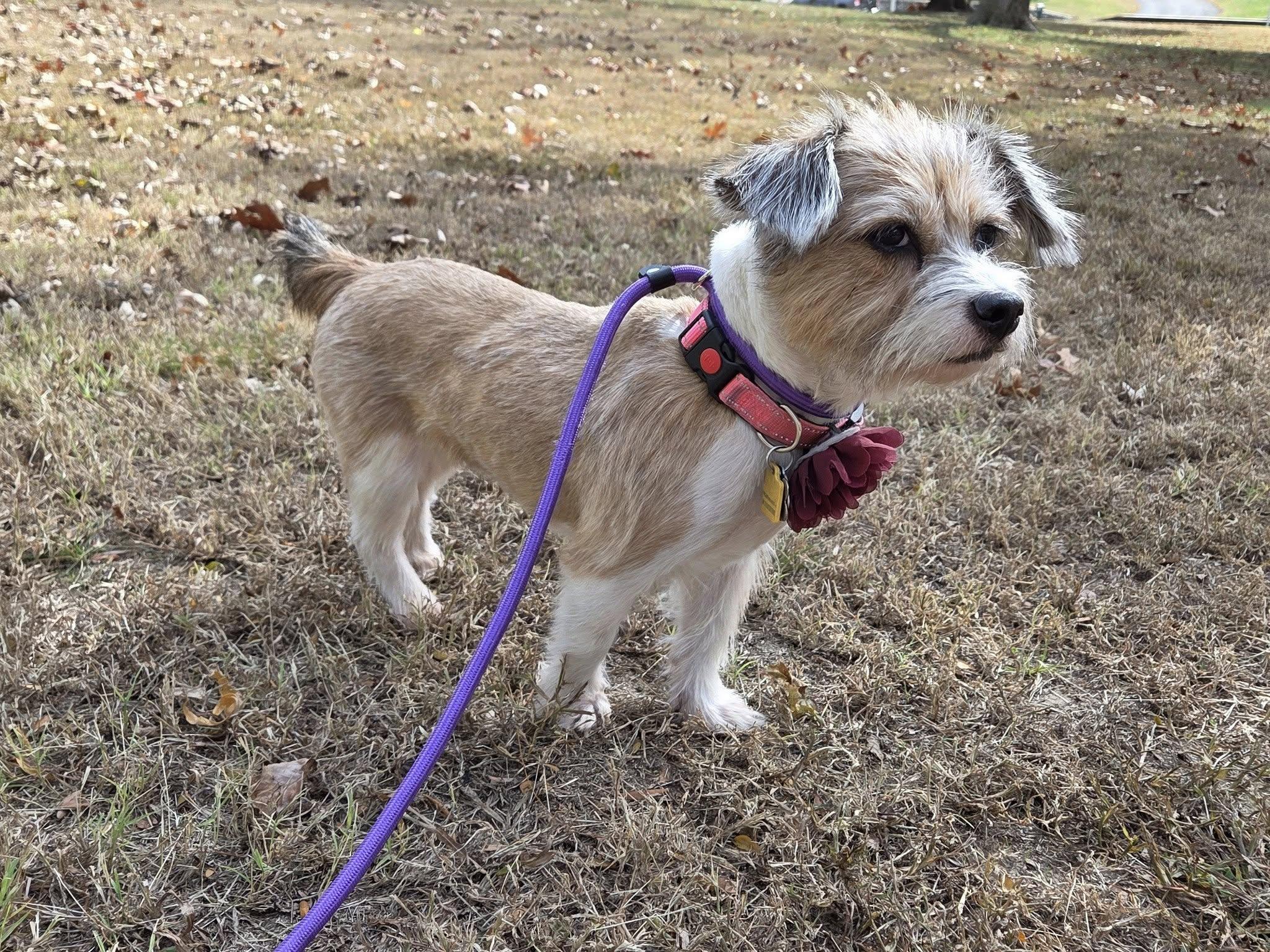 Bailey, a Adoptable Mixed Breed in Shawnee, KS image 1/5