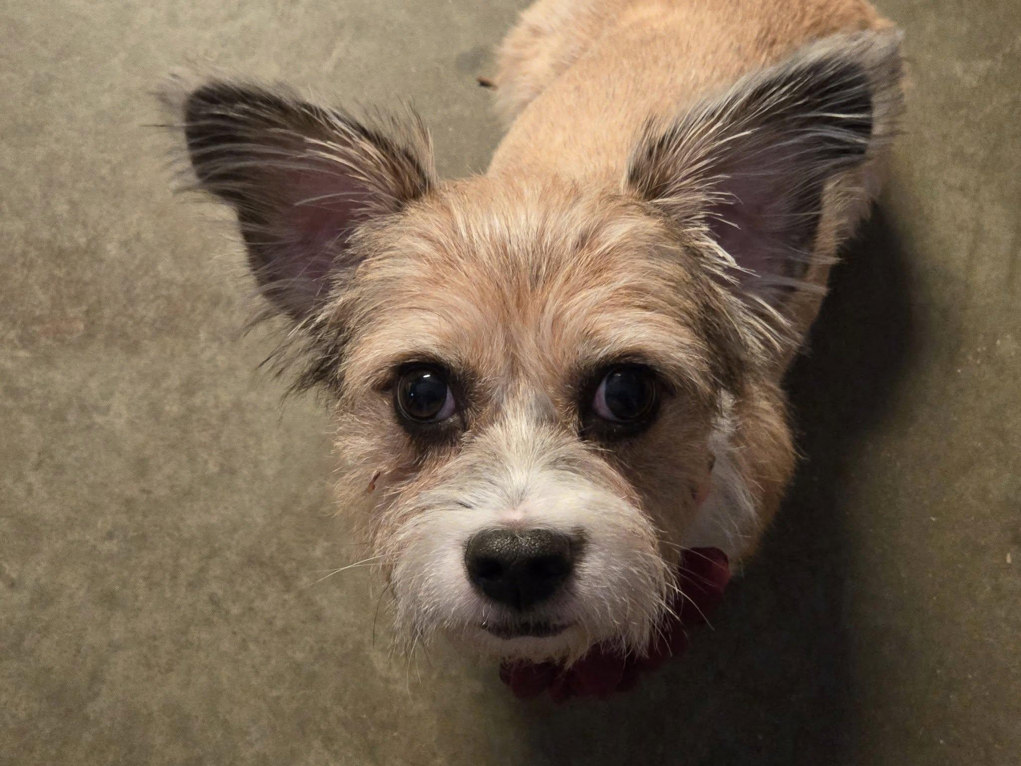 Bailey, a Adoptable Mixed Breed in Shawnee, KS image 2/5