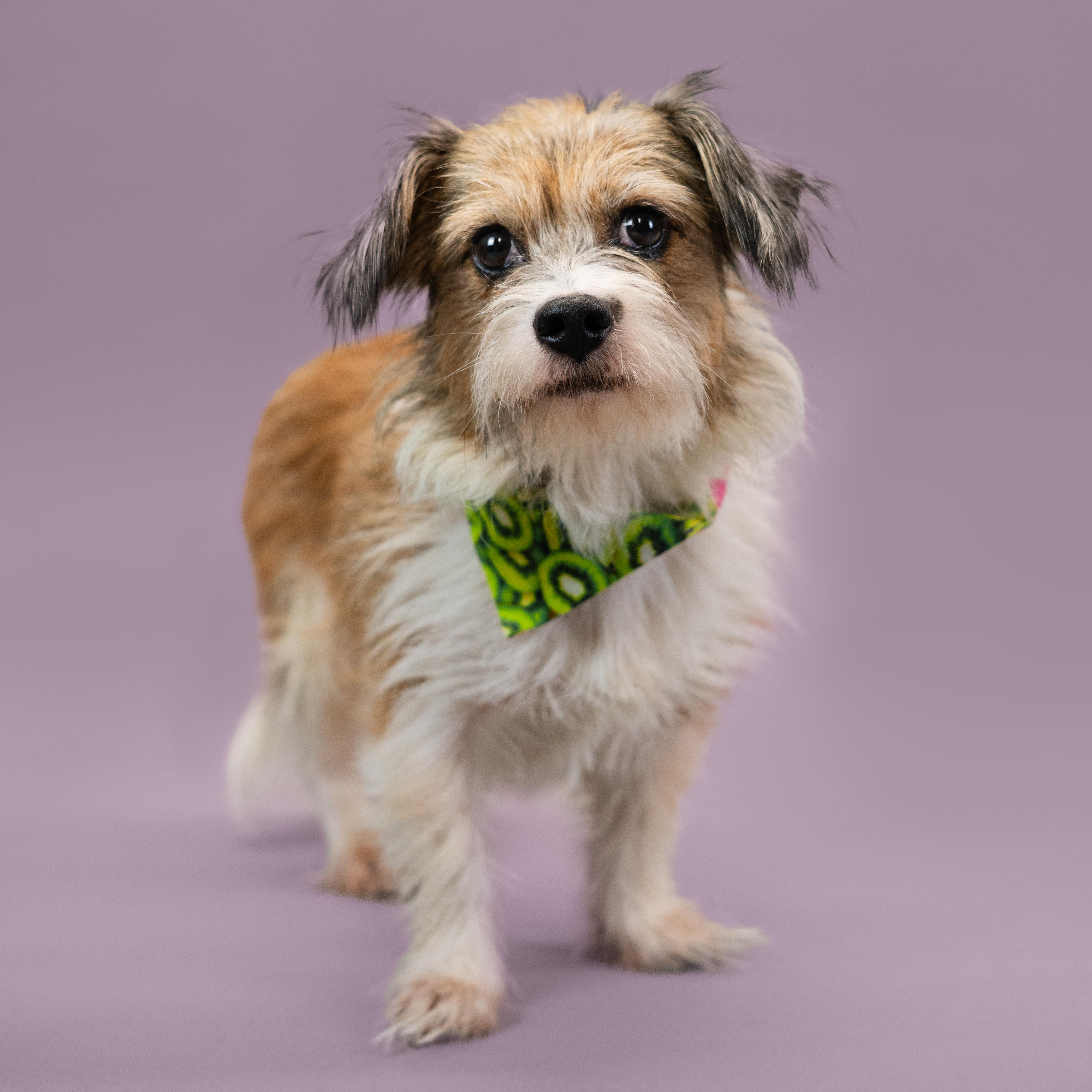 Bailey, a Adoptable Mixed Breed in Shawnee, KS image 3/5