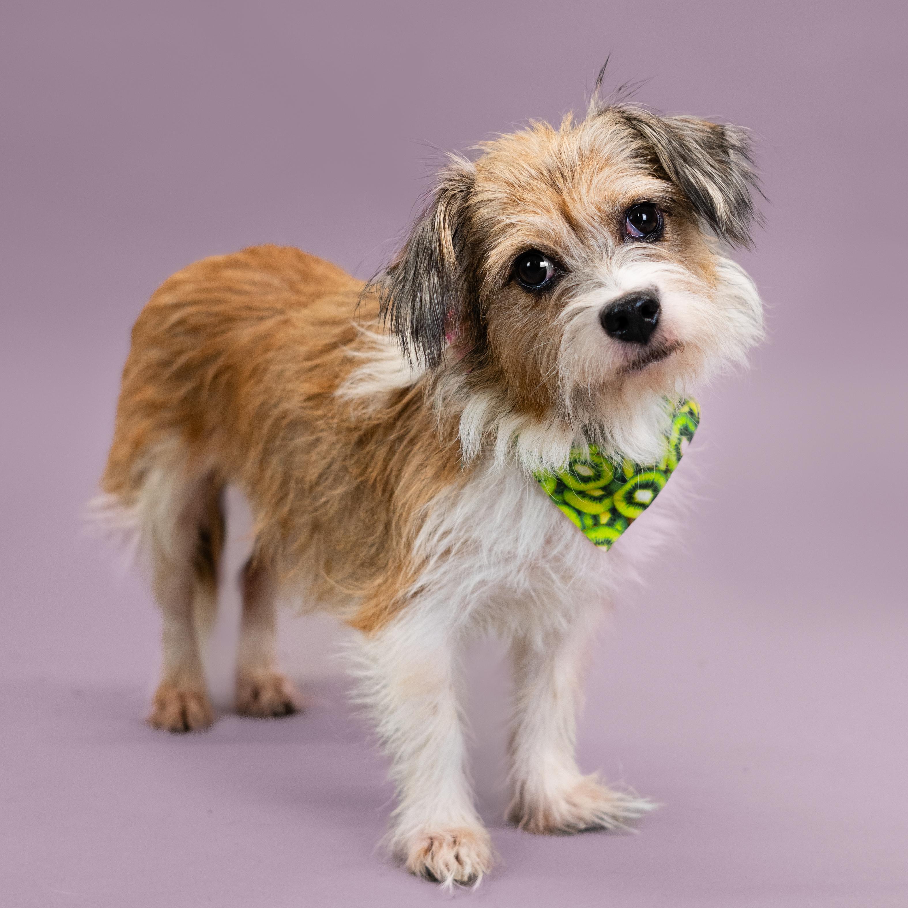 Bailey, a Adoptable Mixed Breed in Shawnee, KS image 4/5