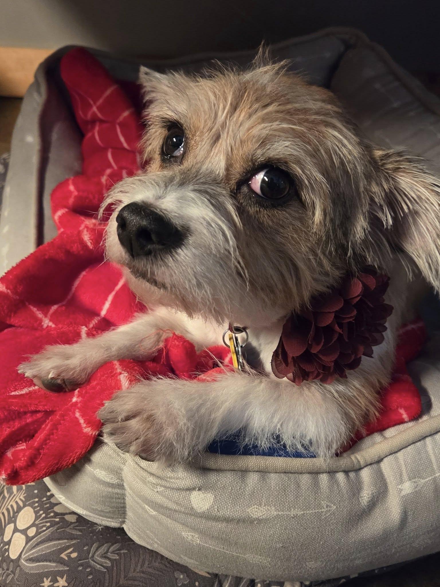 Bailey, a Adoptable Mixed Breed in Shawnee, KS image 5/5