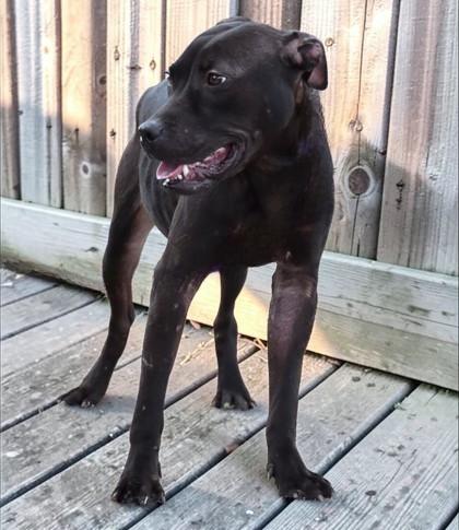 Snap, ADOPTABLE, Young Male American Staffordshire Terrier & Labrador Retriever.