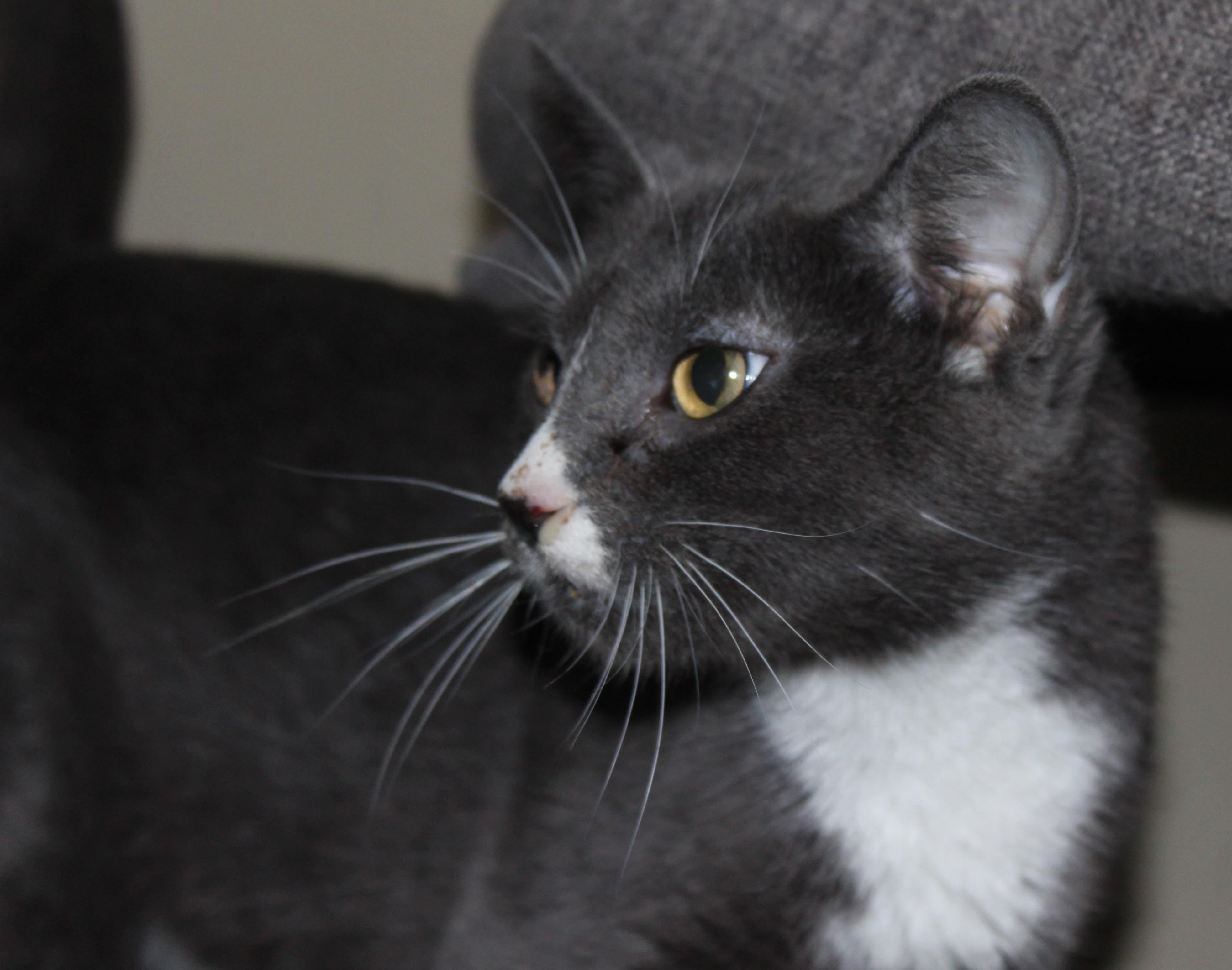 Heather, Adoptable, Adult Female Domestic Short Hair.