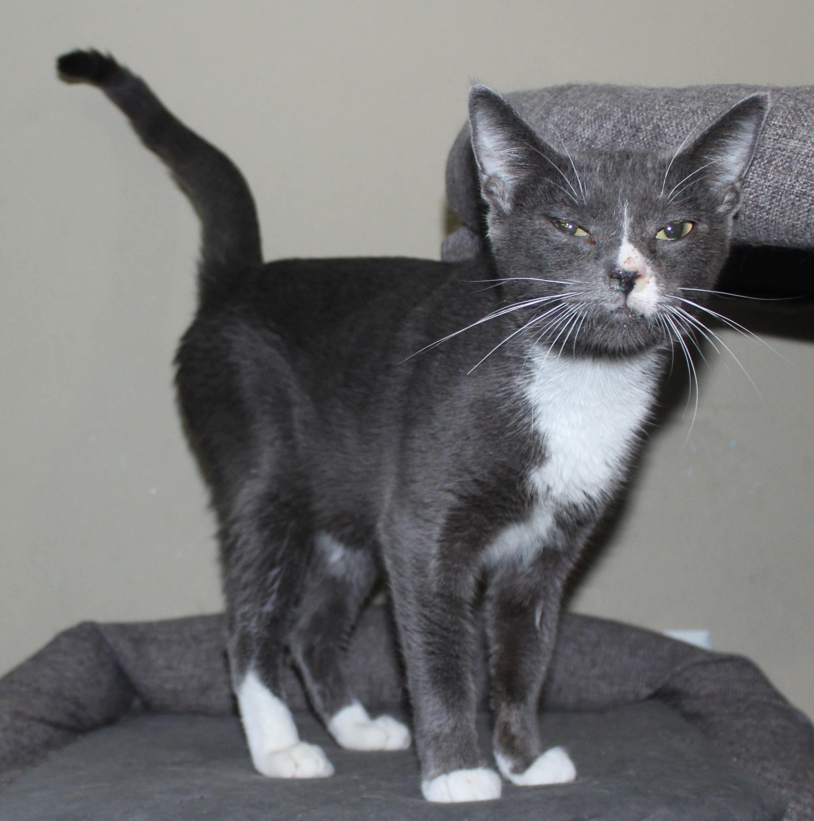 Heather, Adoptable, Adult Female Domestic Short Hair.