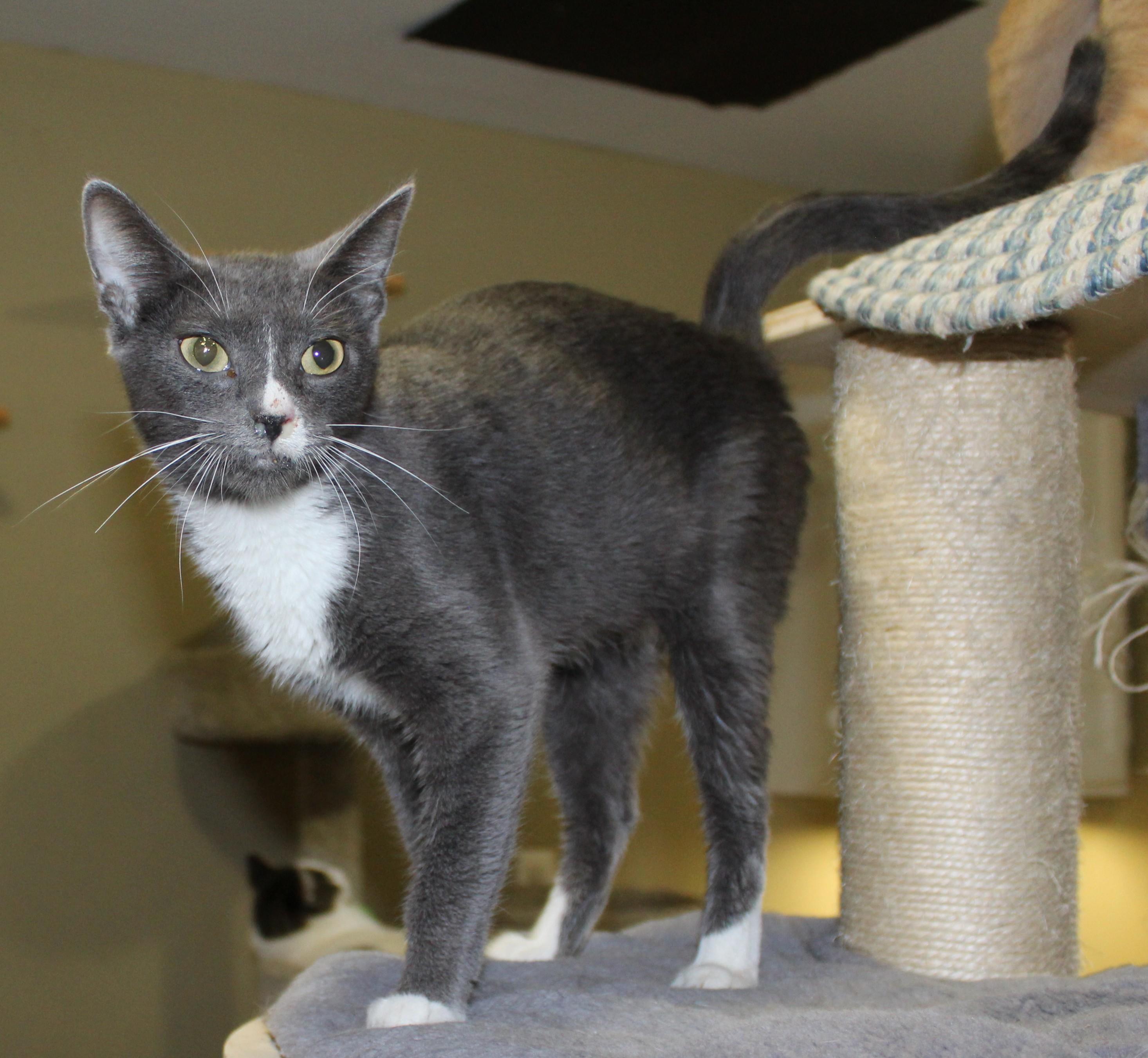 Enlarge Heather, a Adoptable mixed breed in Huron, SD image 3/6