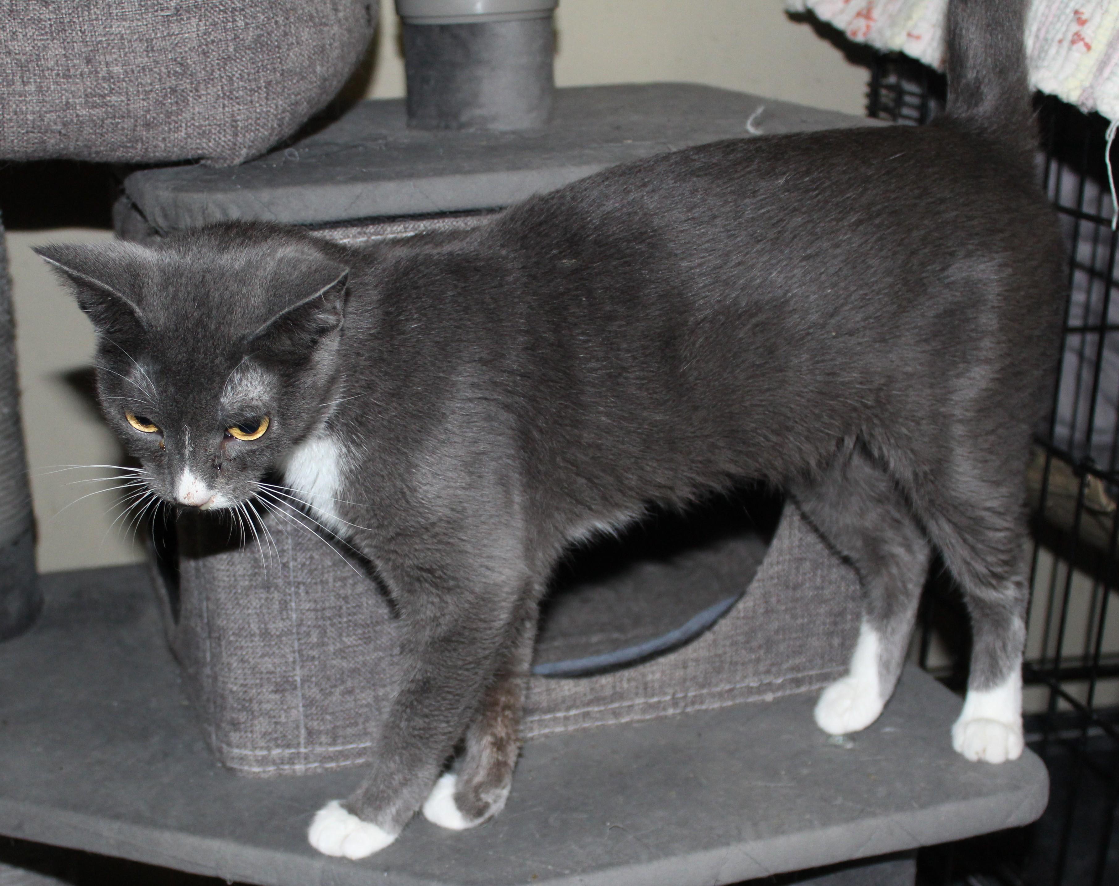 Enlarge Heather, a Adoptable mixed breed in Huron, SD image 4/6