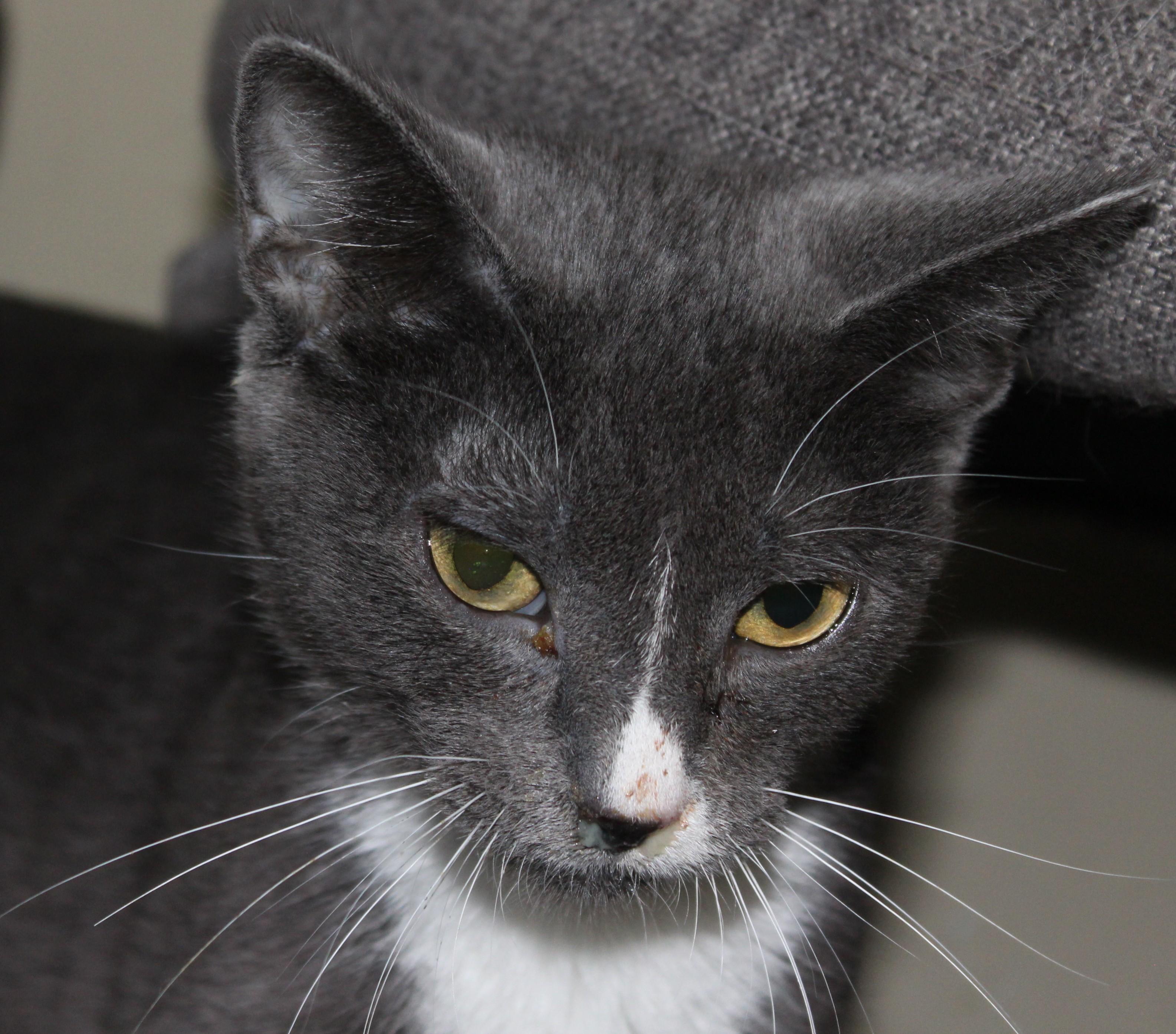 Enlarge Heather, a Adoptable mixed breed in Huron, SD image 6/6